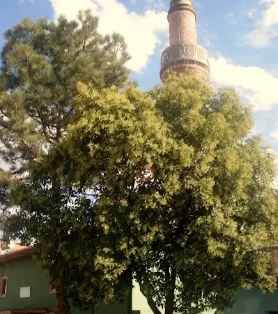 Tekke Cami kapak fotoğrafı